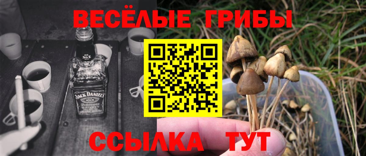 Псилоцибиновые грибы Psilocybe Чехов